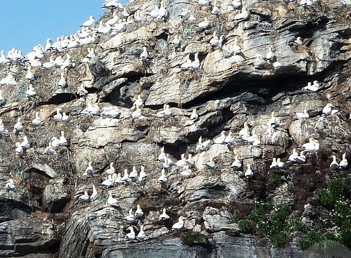 The North Cape - Seabirds
