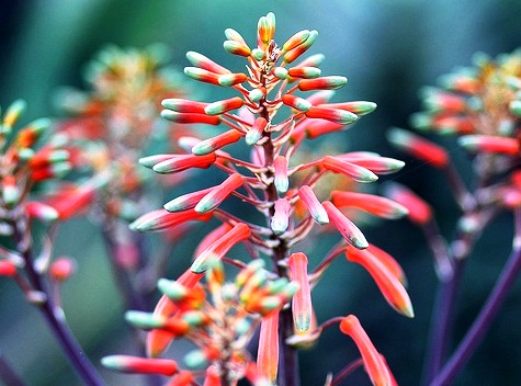 National Botanic Gardens - Splendid flowers