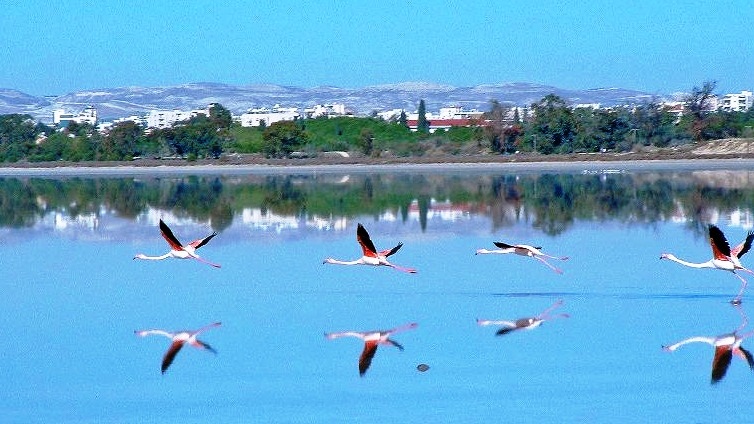 Larnaca - Flamingos