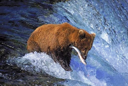 Katmai National Park and Preserve - Brown bear