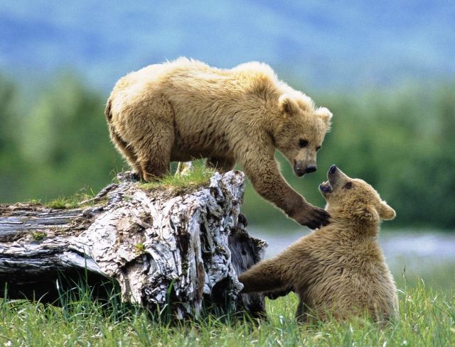 Katmai National Park and Preserve - Grizzly bear