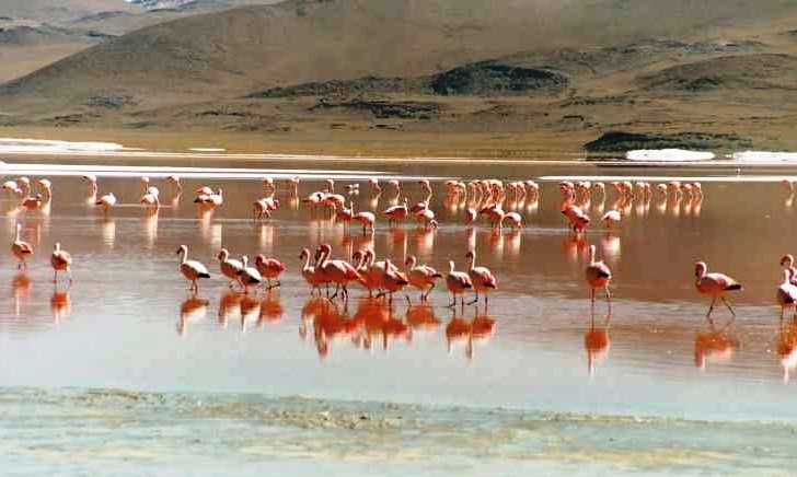 Laguna Colorada - Beautiful flamingos