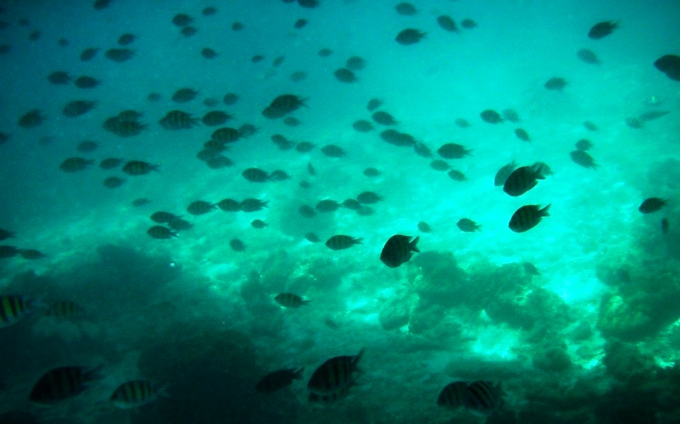 Pileh Lagoon - Underwater spectacle