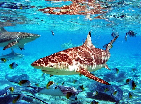 Bora Bora Lagoon - beautiful sharks