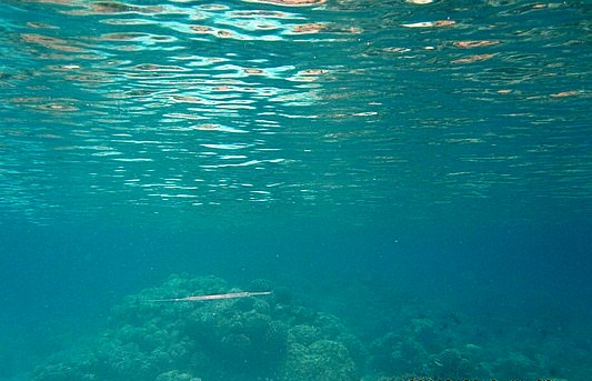 Maitai Rangiroa Lagoon Resort - Underwater view