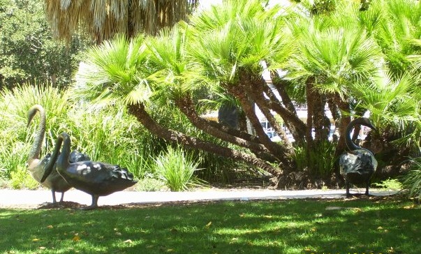 Perth -  The Black Swans