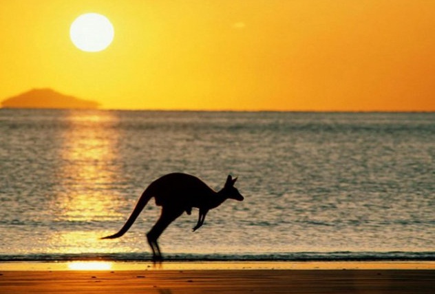 Perth - Kangaroo