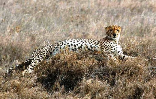 Cheetah-greatest fast runner - Beautiful runner