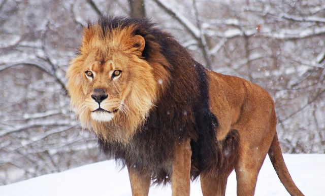 Lions-large cats - African lion