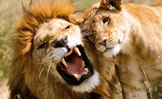 Lions-large cats - Dangerous hunters
