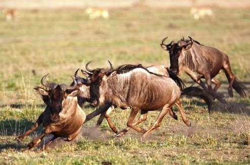 Wildebeest-amazing runner - Running wildebeest