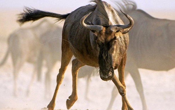 Wildebeest-amazing runner - Wild animal