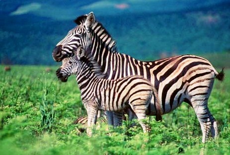 Zebra - Picturesque view