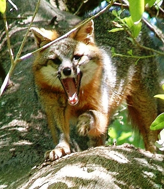 Gray fox-active animal - Fast runner