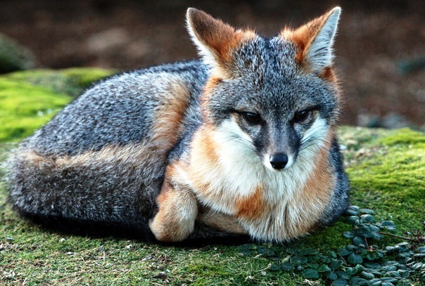 Gray fox-active animal - Remarkable runner