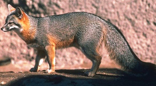 Gray fox-active animal - Slick hunter