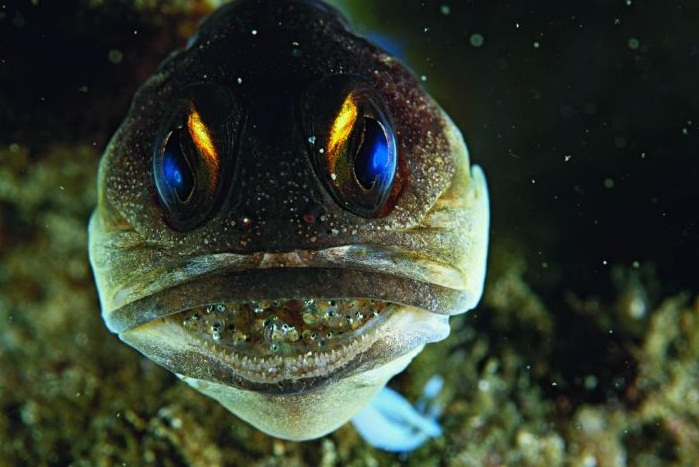 The Coral Sea - Fish specie