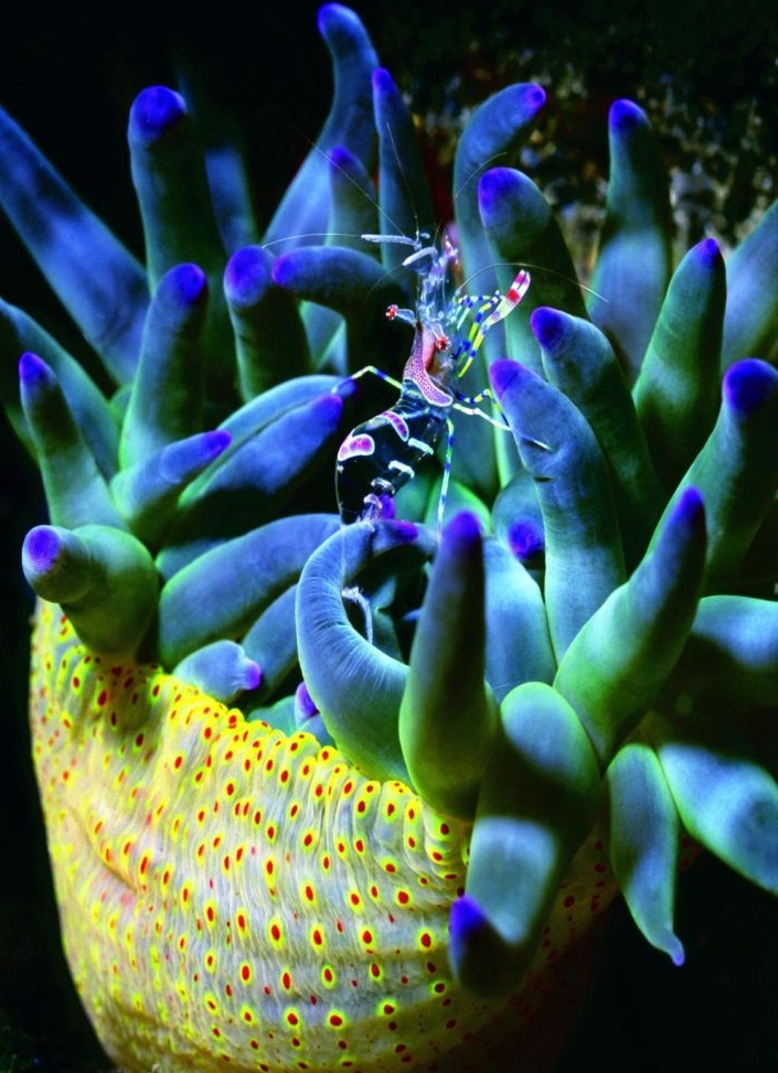 The Coral Sea - The sea flora