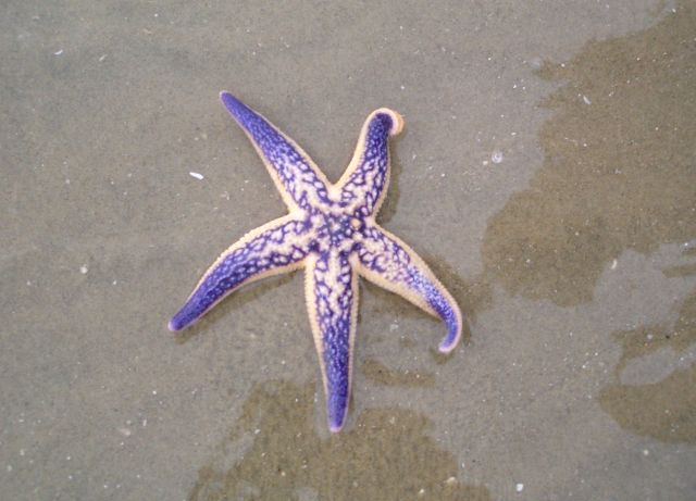 The Yellow Sea - Purple Seastar
