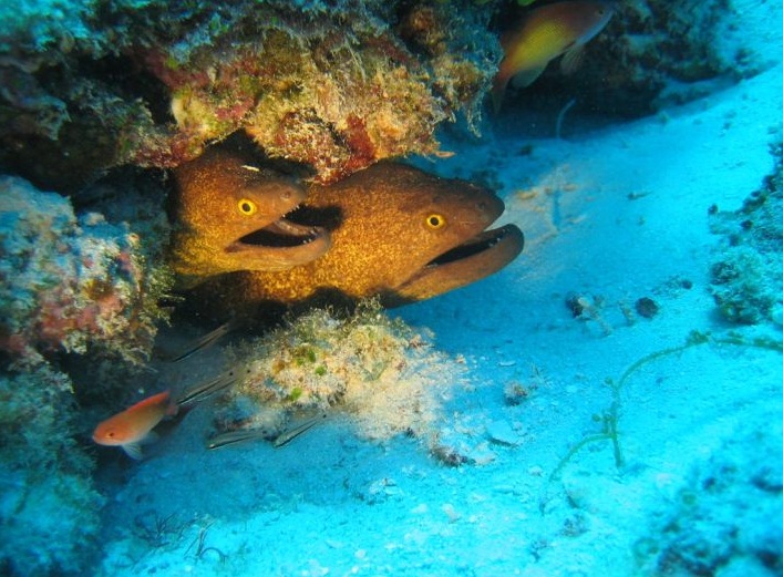 The Arabian Sea - Fish species