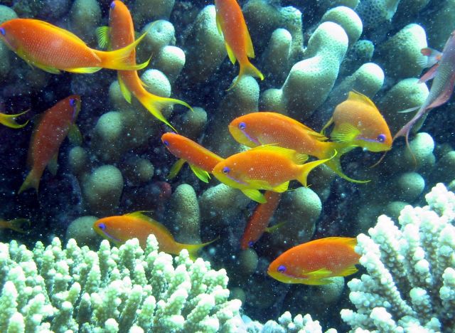 The Red Sea - Anthia goldfish