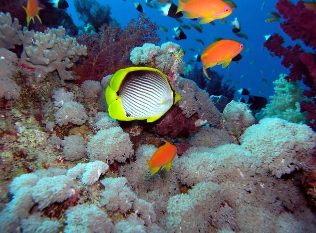 The Red Sea - Underwater world