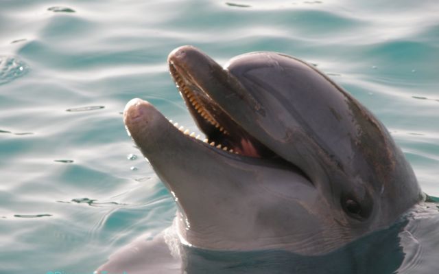The Dead Sea - Dolphin