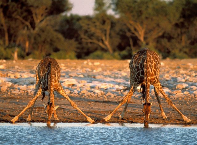 Namibia - Thirsty Giraffes