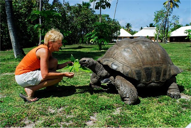 The Seychelles - Tortoise
