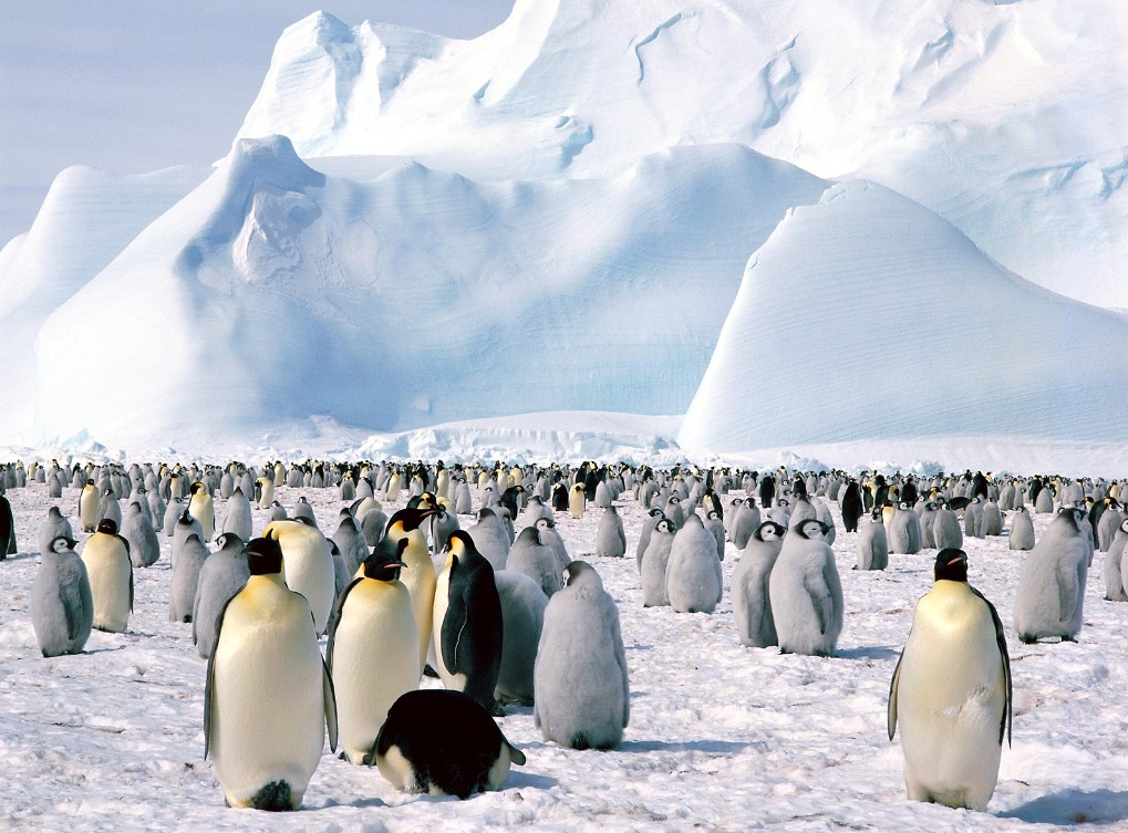 Antarctica - Penguin