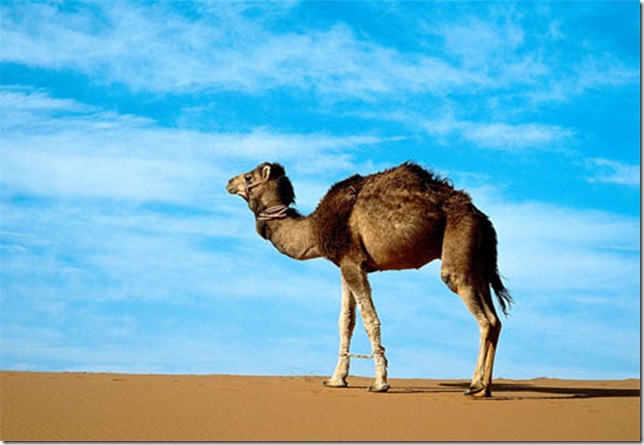 The Sahara Desert, North Africa - Arabian camel