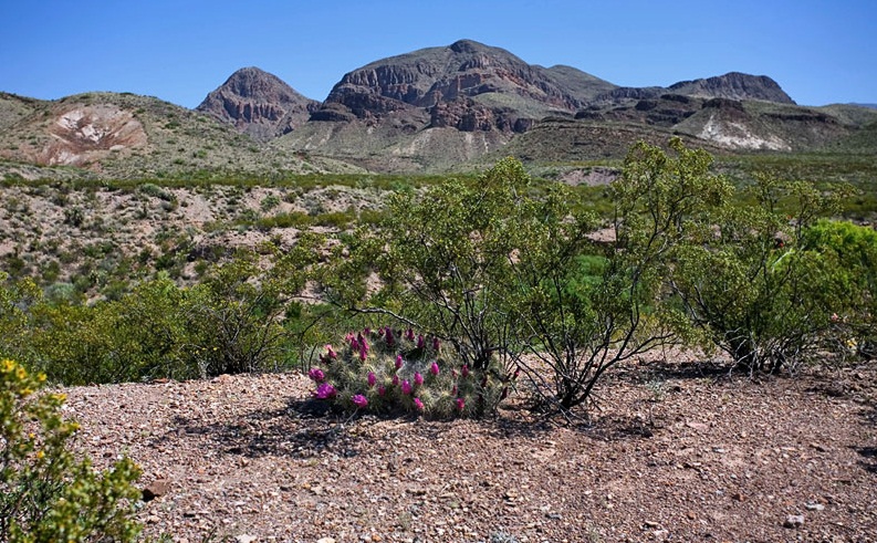 The Chihuahuan Desert - Beautiful landscape