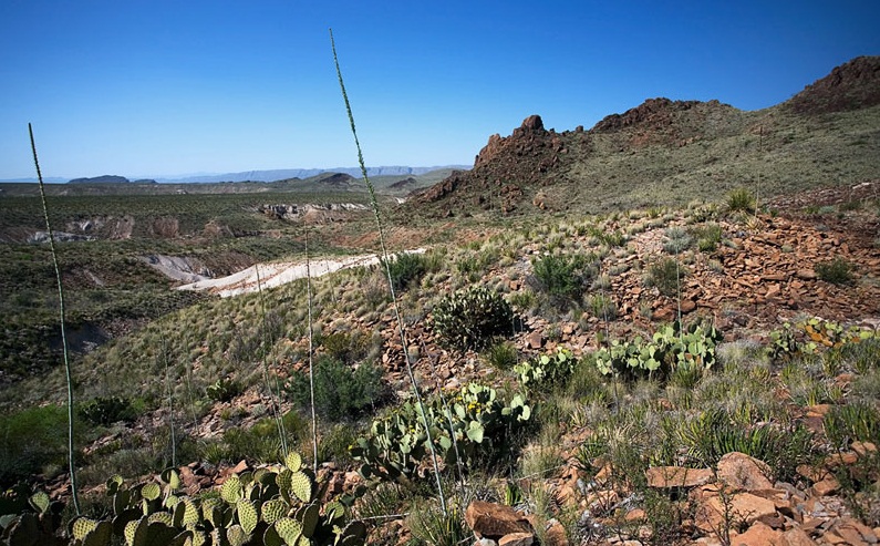 The Chihuahuan Desert - Desert in bloom