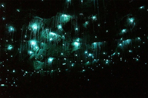 Waitomo Cave, New Zealand - Firefly cave