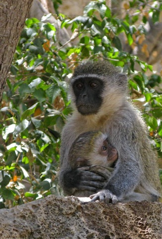Sof Omar Caves, Ethiopia - Monkey