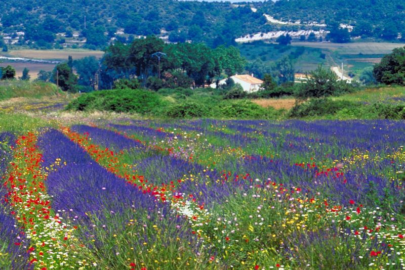 Provence - Lavender fields in Provence region