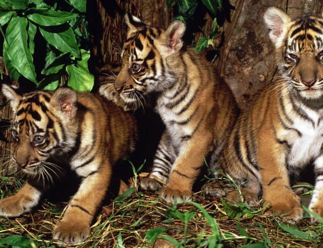 The Sumatra Island - Sumatran Tigers
