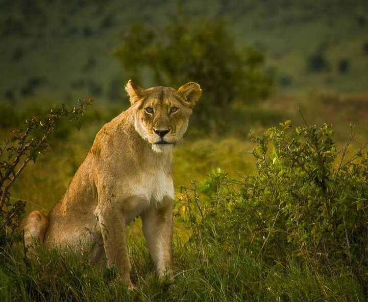 Masai Mara National Reserve, Kenya - Haunting look