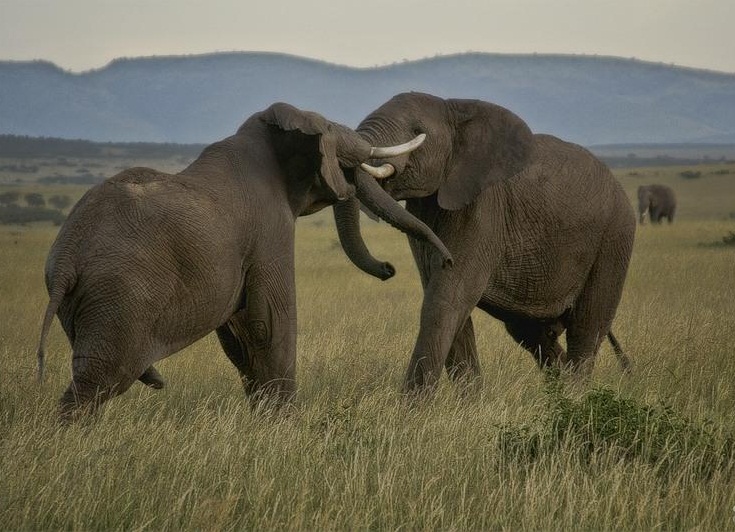 Masai Mara National Reserve, Kenya - Huge elephants