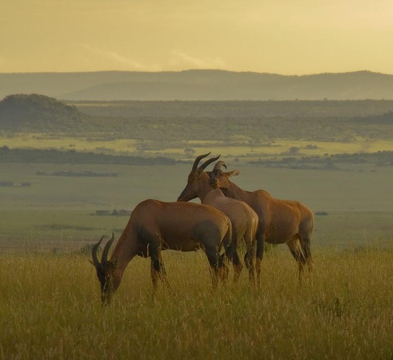 Masai Mara National Reserve, Kenya - Romance
