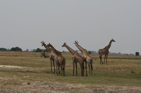 Chobe National Park, Botswana - Giraffes