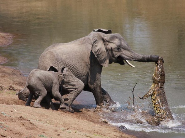 South Luangwa National Park, Zambia - Wild elephant and crocodile