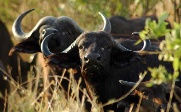 Kruger National Park, South Africa - Buffalos