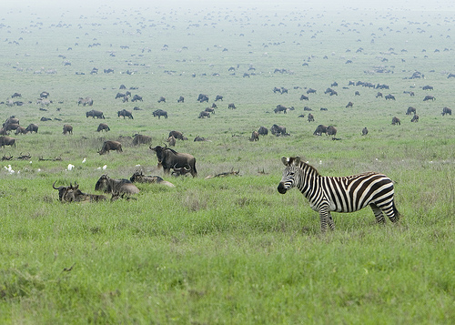 Animals crossing