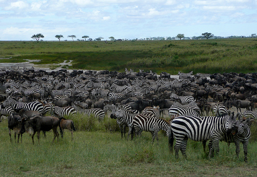Serengeti National Park, Tanzania -  Essential destination