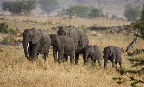 Serengeti National Park, Tanzania - Herd of elephants