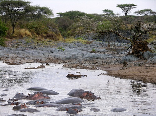 Serengeti National Park, Tanzania - Lake Manyara