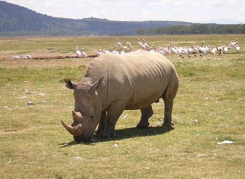 Serengeti National Park, Tanzania - Old rhino