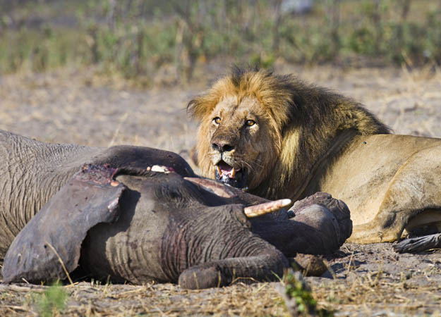   Hwange National Park, Zimbabwe - Lion eating elephant