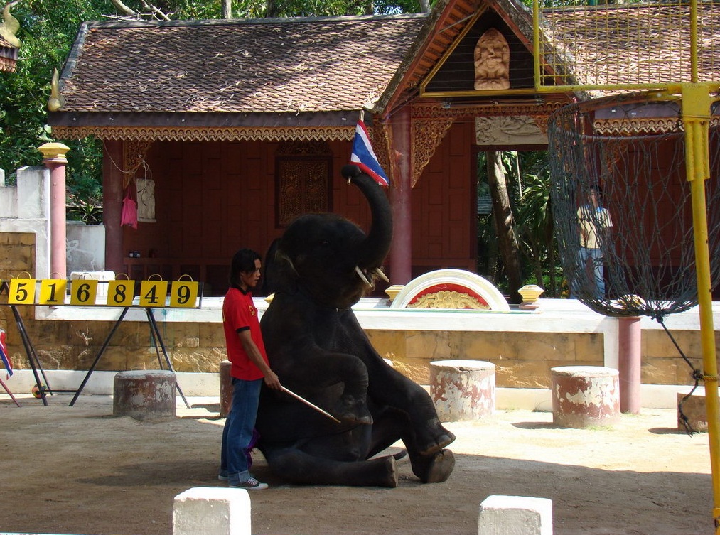 Phuket Zoo  - Elephants Show